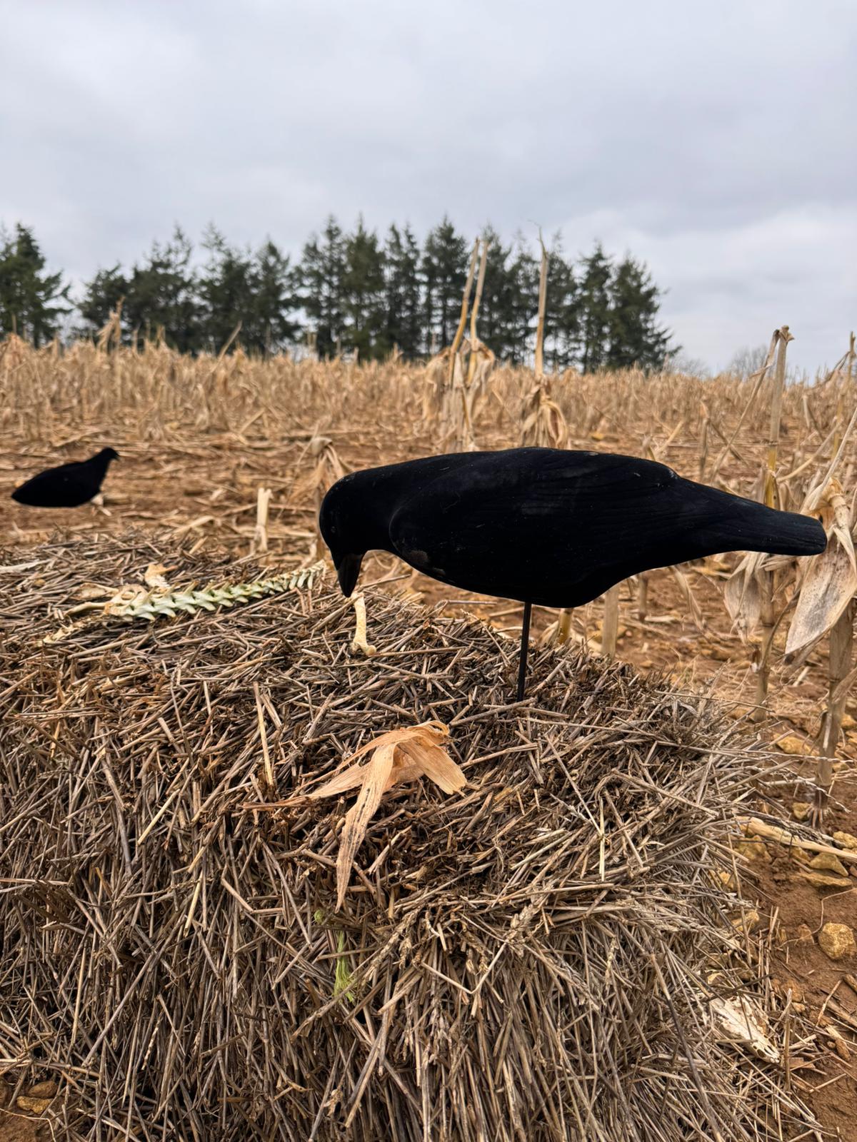 FA-194002 LAST PASS FULLY FLOCKED CROW DECOYS - 3 PACK
