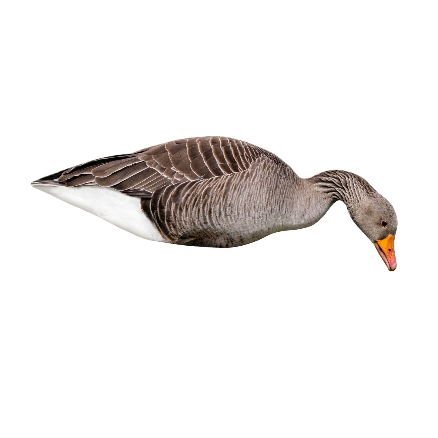 FA-23-285-01 Last Pass Greylag Goose Silhouette Decoys 12 Pack