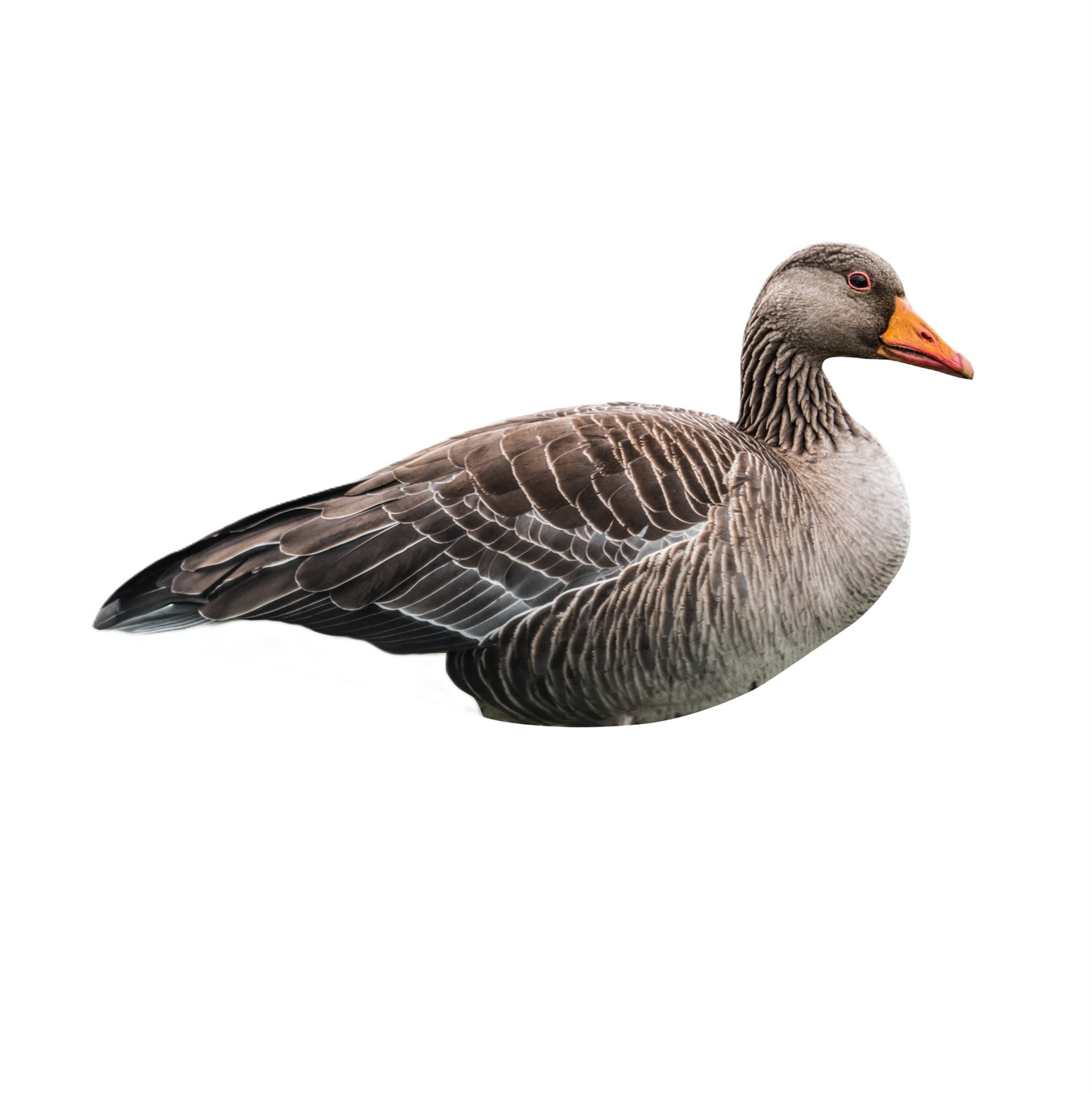FA-23-285-01 Last Pass Greylag Goose Silhouette Decoys 12 Pack