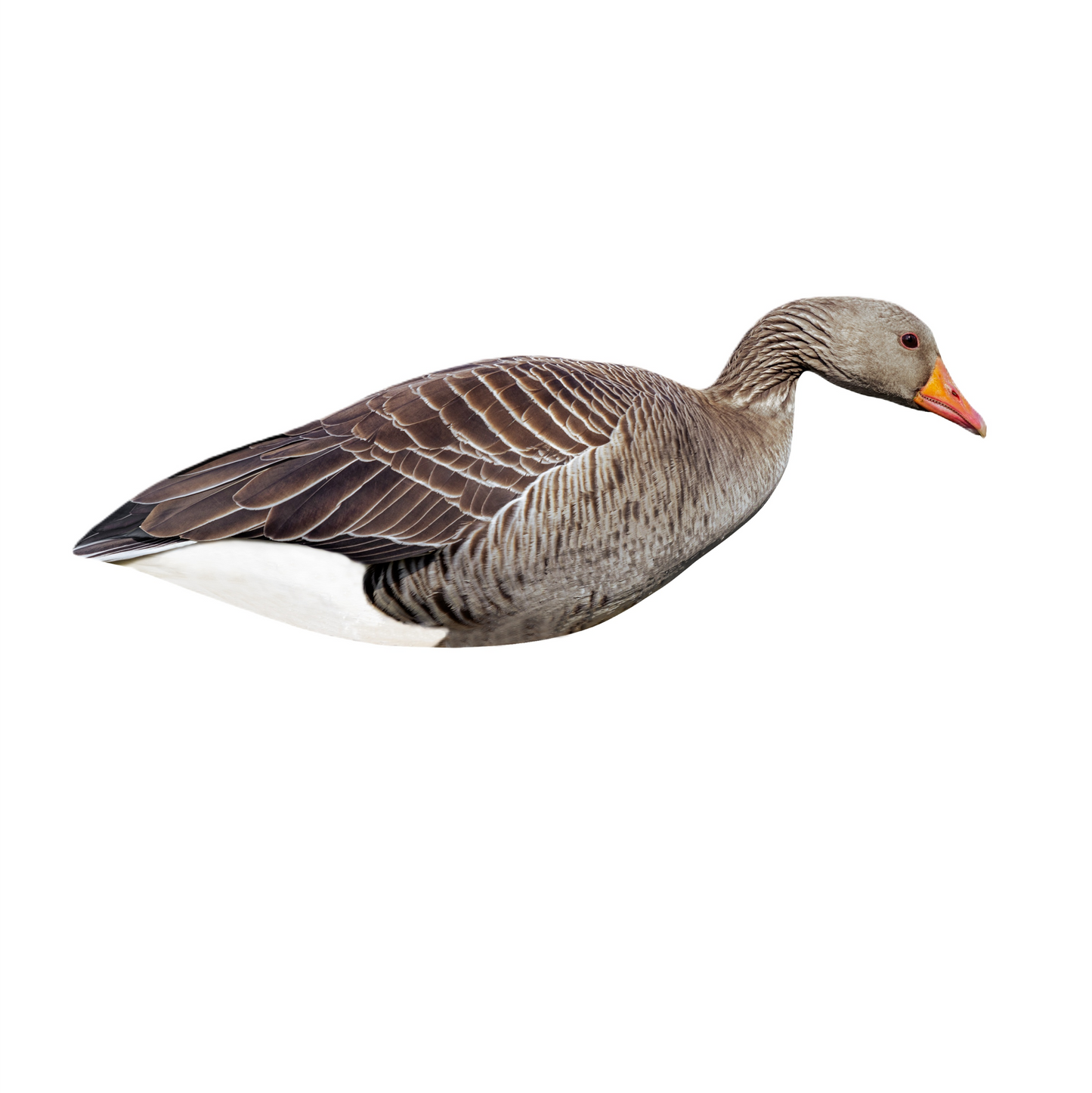 FA-23-285-01 Last Pass Greylag Goose Silhouette Decoys 12 Pack