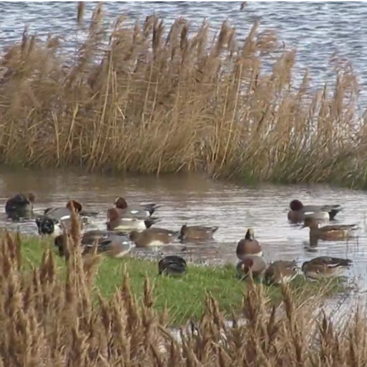 What is a Wigeon?