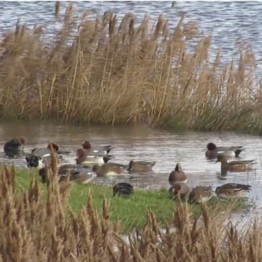 What is a Wigeon?