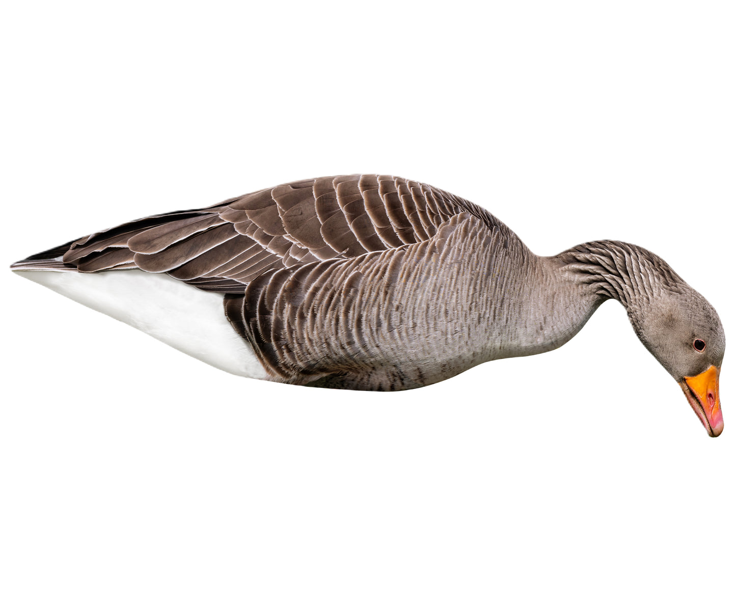 FA-23-285-01 LAST PASS GREYLAG GOOSE SILHOUETTE DECOYS - 12 PACK