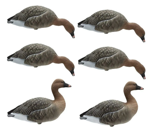 FA-229383 LIVE FULL BODY PINKFOOT GEESE - 6 PACK