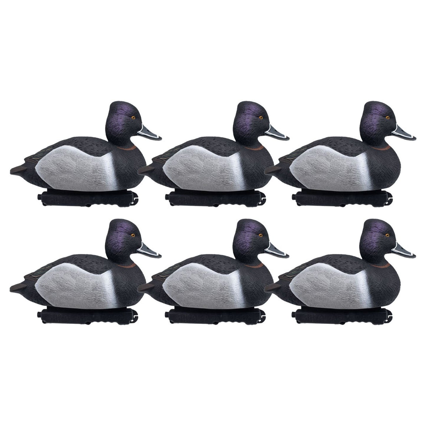 FA-242780 LIVE Foam Filled Ring-Necks, 6 Pack